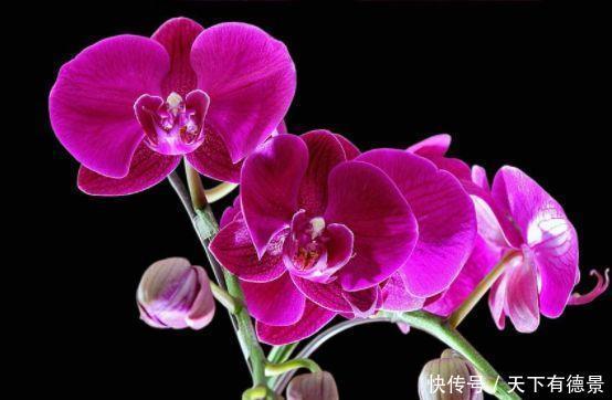  4种花绚丽多彩，漂亮又好养，清香一满屋