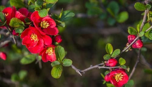 农村庭院有个大院子，种植这些花树，不但可以遮阴，而且花开不断