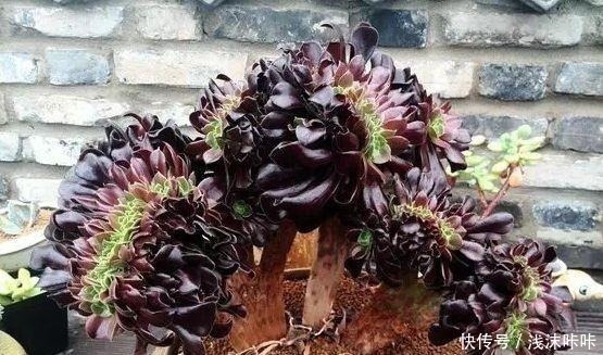 养黑法师,这个细节别忽视,10个月养成“老桩”,价值增1倍!