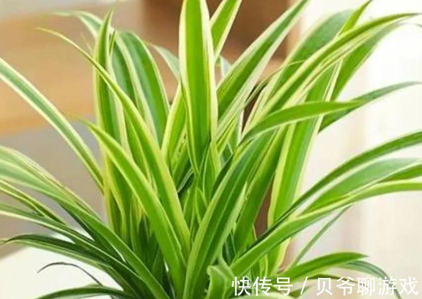 家里光照不足别犯愁,8种耐阴花好养又漂亮,养在家里真气派