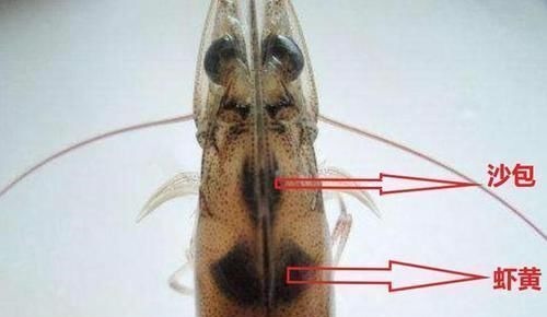 虾头里面是“精华”还是“脏东西”？能吃吗？看完涨知识了