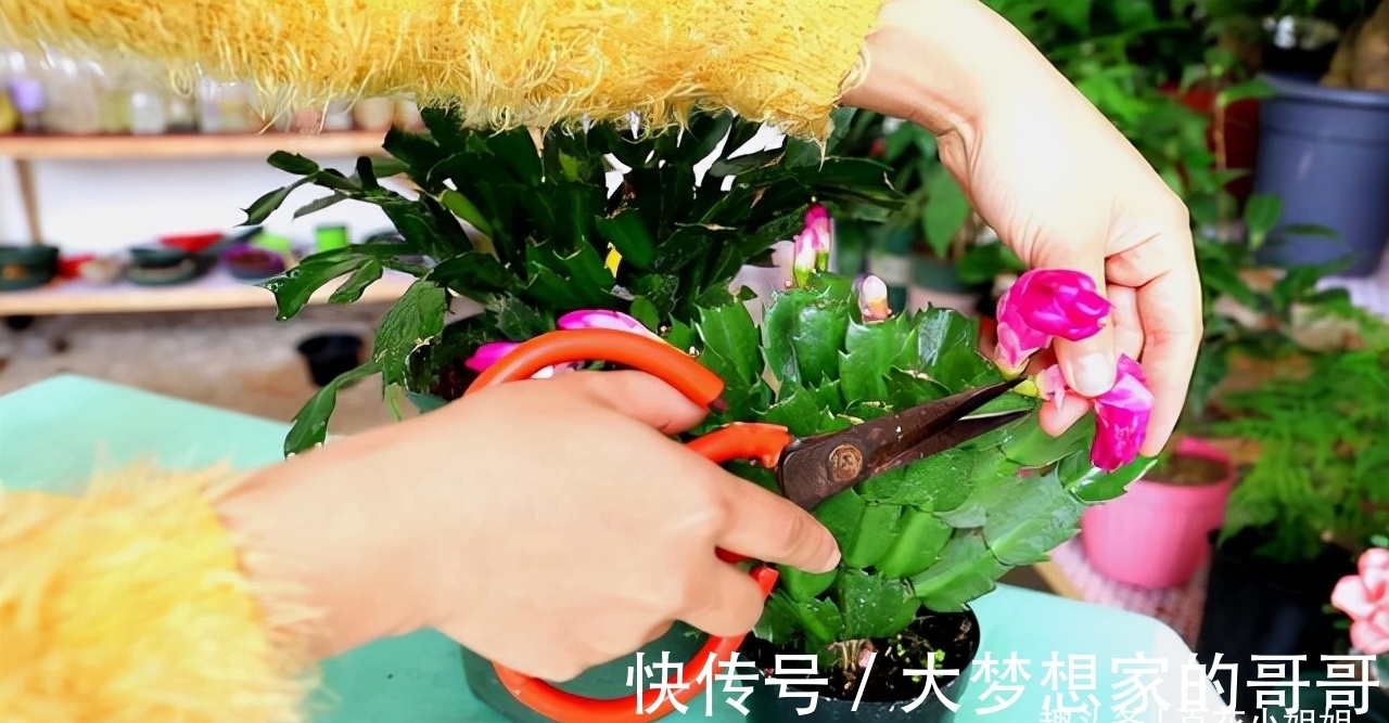 “花苞满头”的蟹爪兰有“5怕”，难怪总是掉花苞