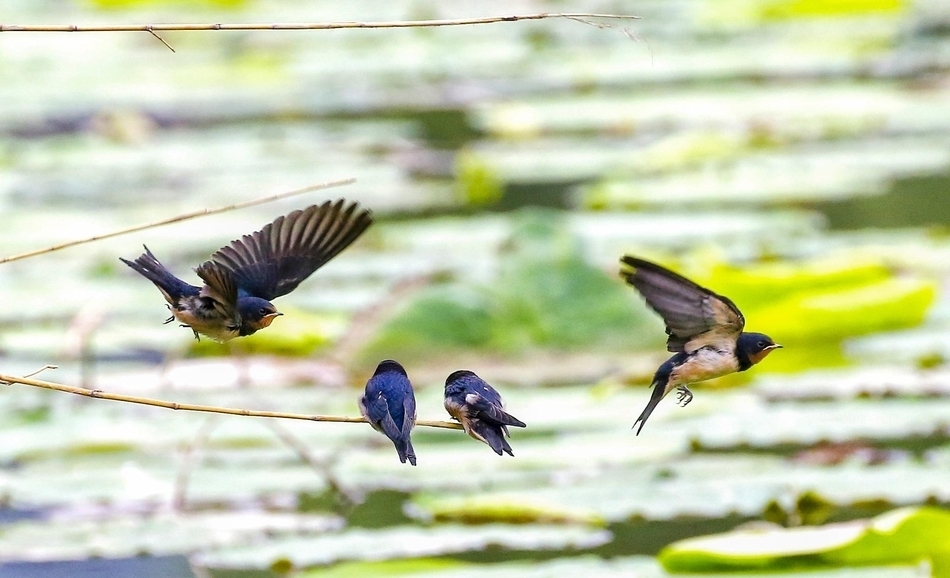 燕燕巢儿罗幕卷莺莺啼处凤楼空