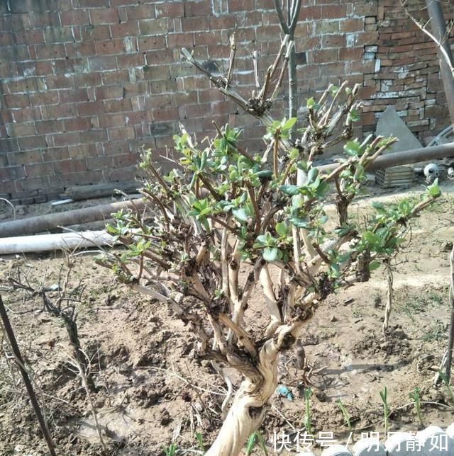 不想买花就养这,随手扦插1个枝,10天发芽,能长成老桩,花芳香