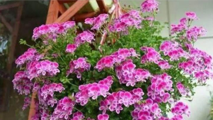 吊起来养的“4种花”，好看好养不占地，一次开出200朵，美