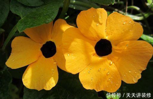 适合庭院养护的爬藤植物,开花上千朵,花色艳爆成花墙