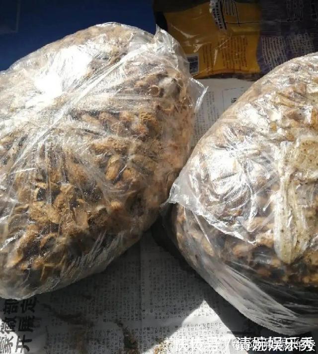 10种“垃圾”不要丢,拿来养花效果好,还能省下一笔钱