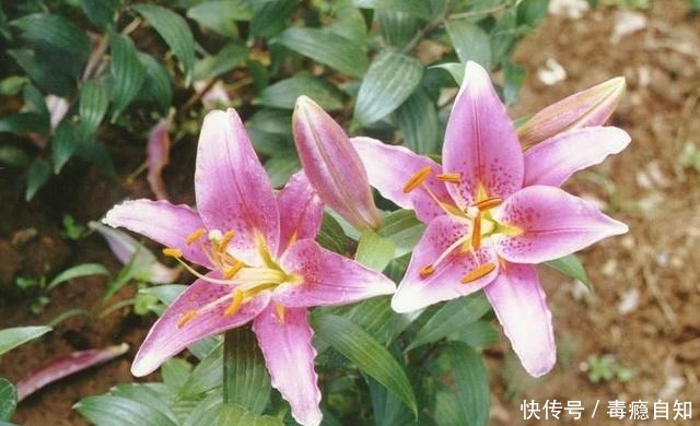 这些花草别买,商家想方设法让你花钱,实物真的太假了!