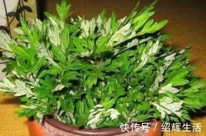 卫生间总有味养这3种花耐阴又好养吸味去臭样样行