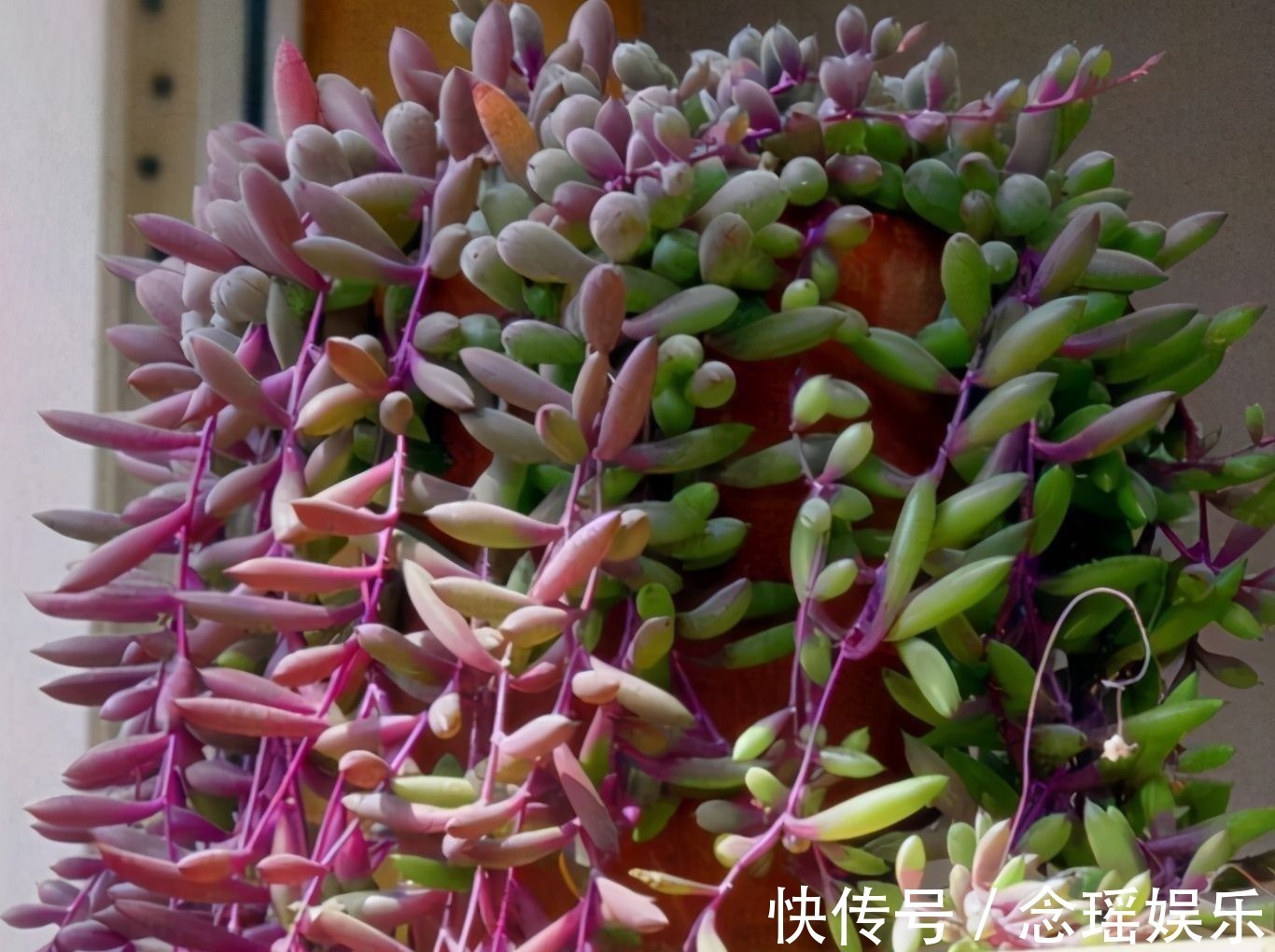 吊盆|7种多肉适合“吊着养”,枝条“流出”花盆,养出状态最美