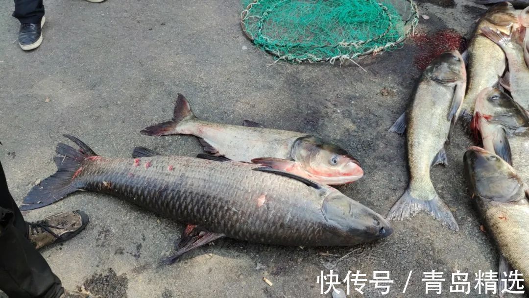 崂山水库开闸放水!一米长的大花鲢随处可见