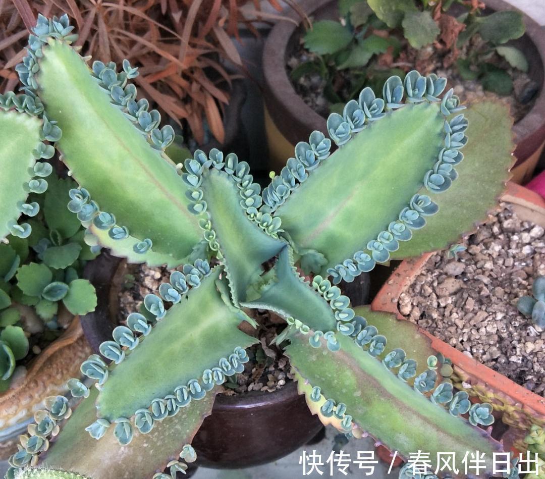 白檀|养到烦人的花，盆都不够用，扔掉还很心疼