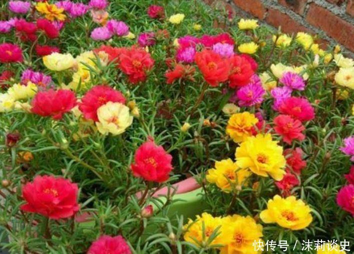 种花|4种花是开花大户,开花美长势旺,黄绿交辉颜值超高