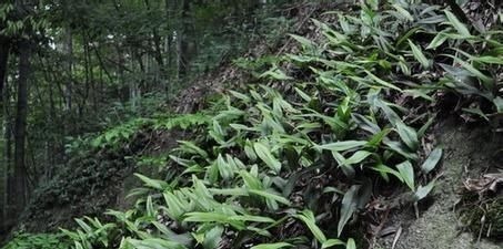 根茎|人称“金汤匙”,根茎横着走,民间用处大,遇到别拔掉