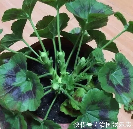 残花梗|天竺葵“花谢”以后，这么剪一刀，花苞嗖嗖冒，开花一茬又一茬