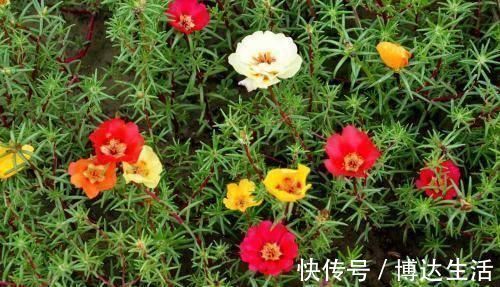 野菜|它被称为“药王”，好看又好吃，营养价值高，现在知道还不晚