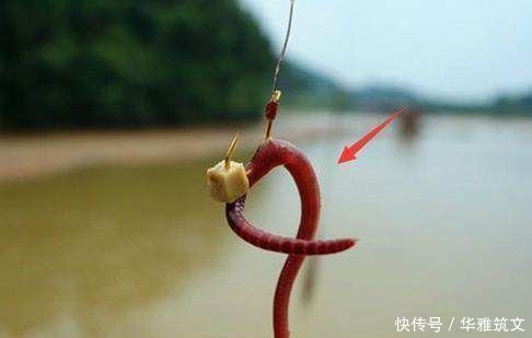 蚯蚓|用蚯蚓钓不上鱼那是方法没用对，只4招，就让你渔获翻倍