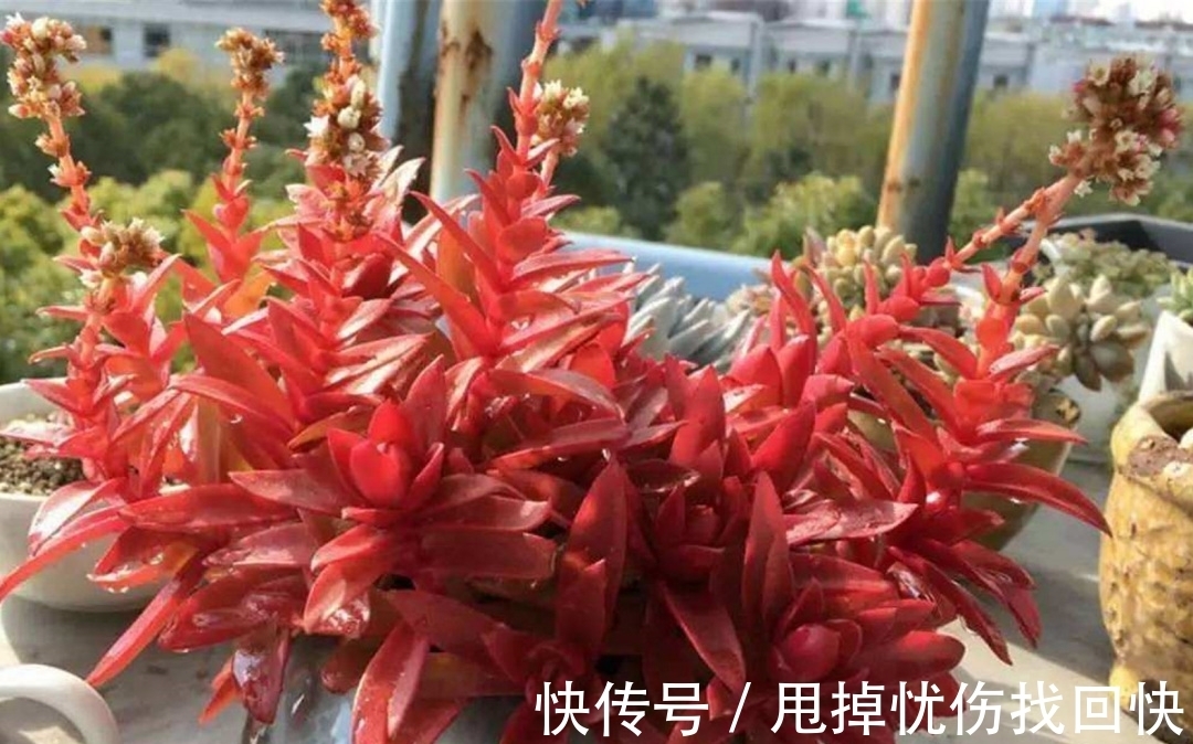 冬季火祭变绿啥原因?做好4点,颜色红得更鲜艳