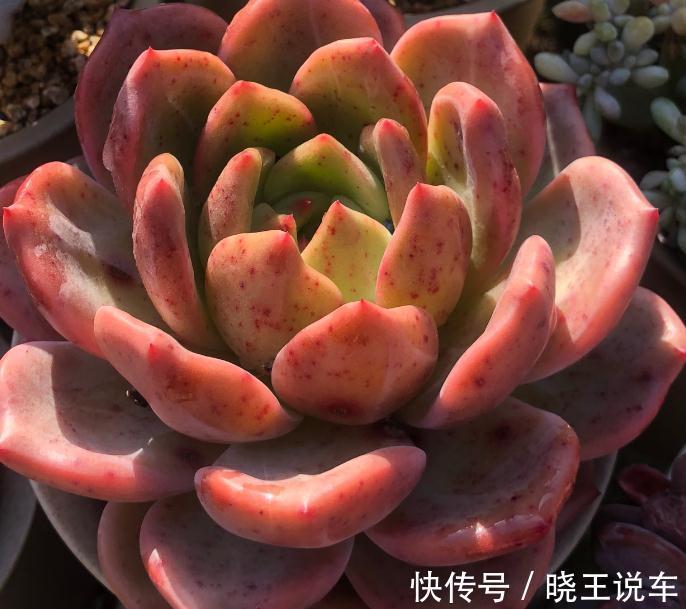 好看好养,度夏无忧,能够养出自信的十款多肉植物推荐