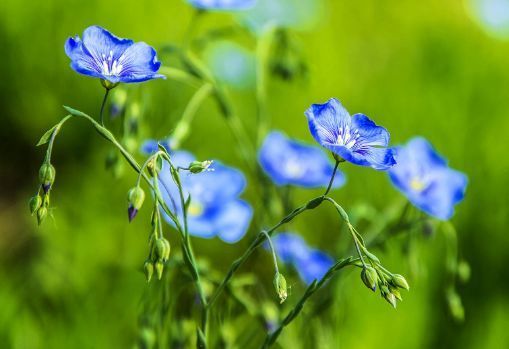 喜欢菊花,不如养盆“名品小花”赛亚麻,生长旺盛,宛若花海一般