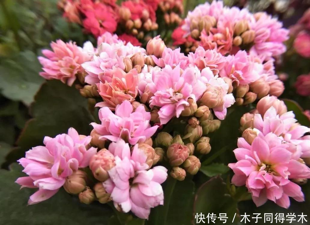  长寿花|冬季养花就养它，不怕冷好养护易扦插，一阳台五颜六色的花