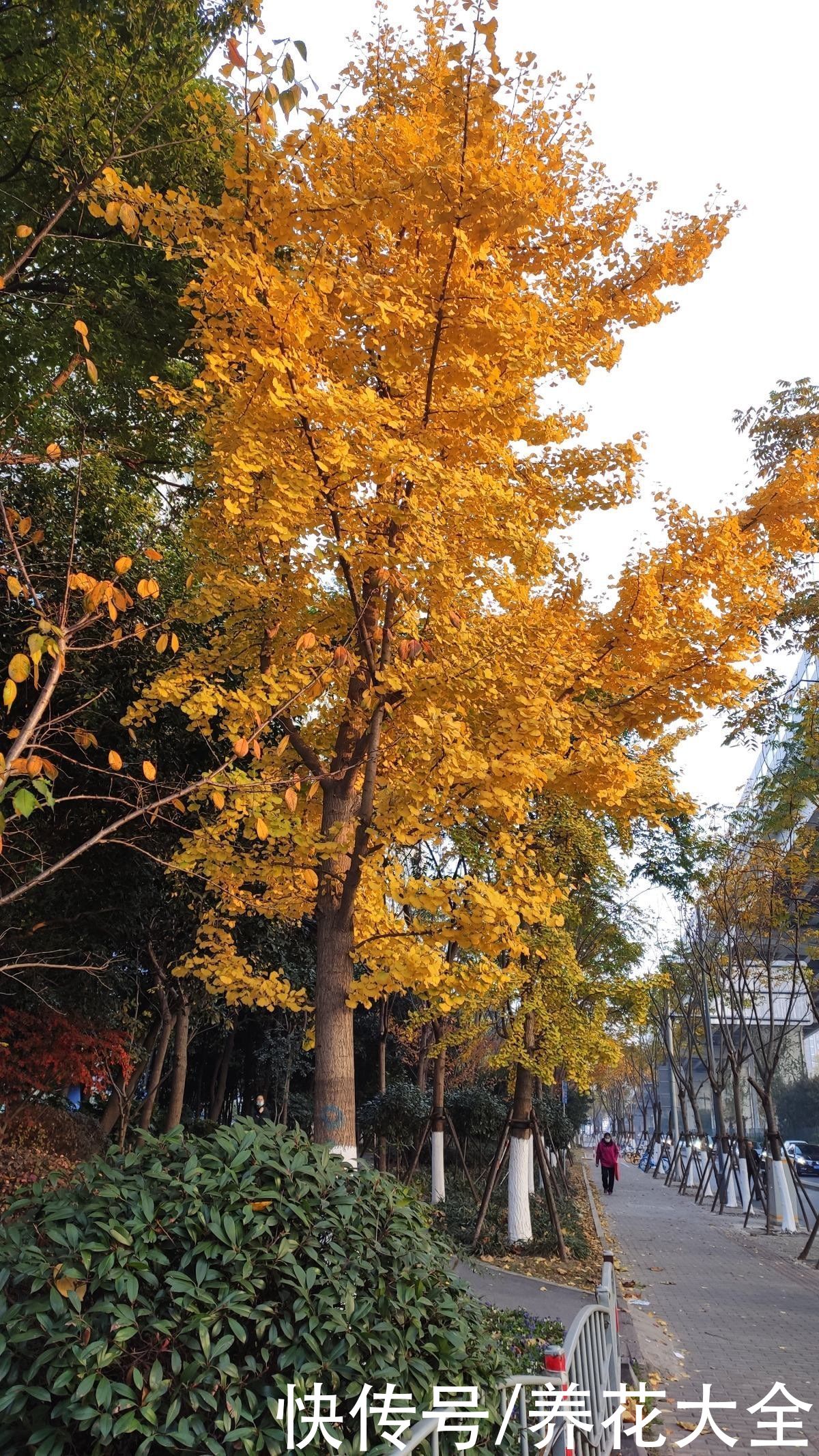 云杉|花卉中的“长寿老人”，最老一棵12000岁