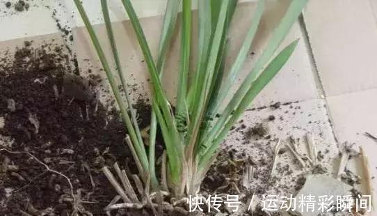 兰花不长，这样轻轻一掰，30天就爆盆