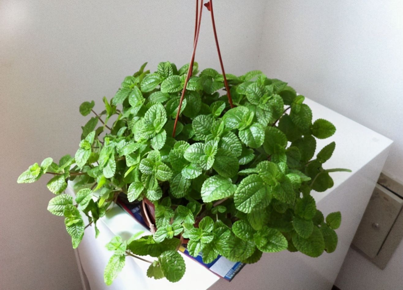 四种花,有净化本领,客厅养几盆,空气洁净不少