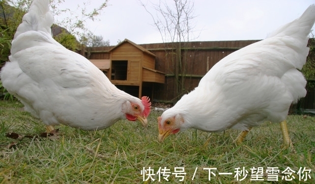 生肖鸡|喜鹊迎门好运到，早起的鸟儿有虫吃，生肖鸡足够努力终会成功