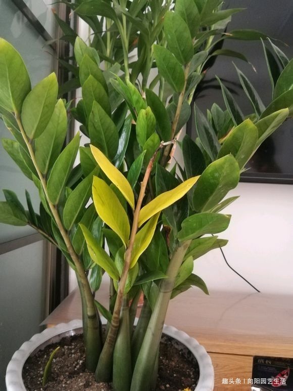 养花的5个“坏习惯”,你中了没,赶紧改掉,否则仙人掌都能养死