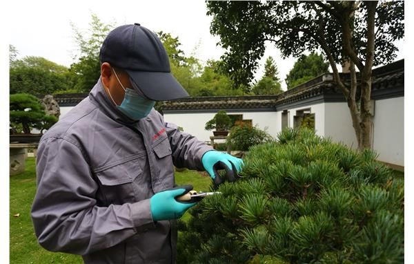 古猗开展盆景修剪 提升园容园貌意境