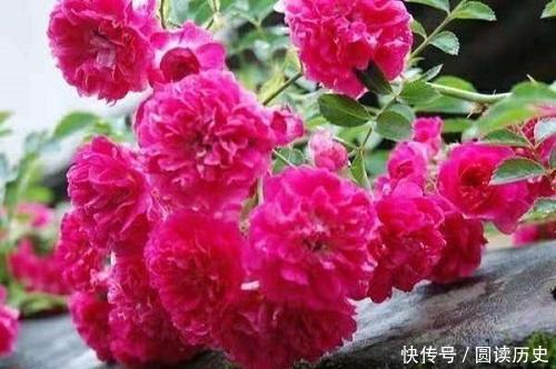 也可以|养花就养此4种,扦插就能活,周年开花,室内也能养