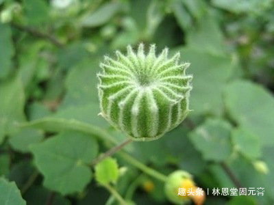 苘麻子|农民叫“磨盘草”,全身都是“宝”,还能用来榨油,100元一斤