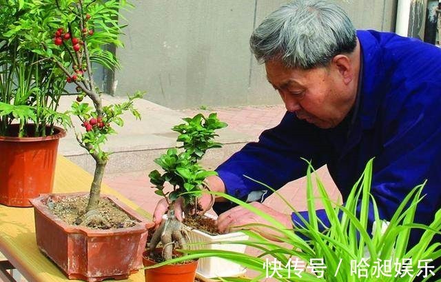 浇水|养花别再浇水，花都淹死了！老花匠教你们几招，养什么花都爆盆