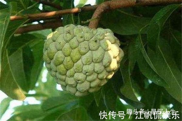 释迦果|女性不想脸生黑斑,不妨常吃3物,消暑降温、排毒消脂,早吃健康