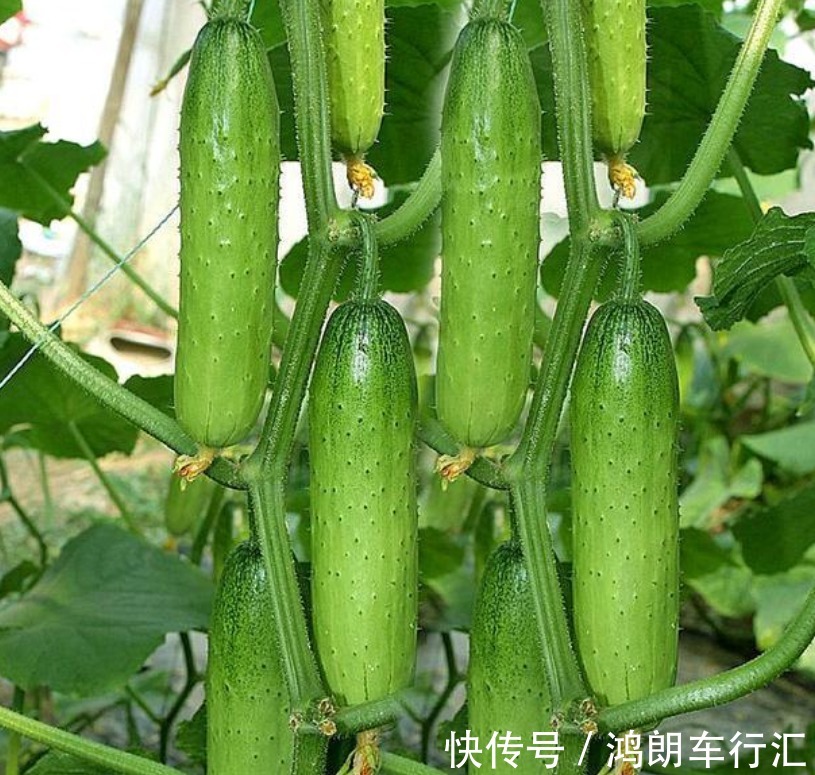 阳台种上4种菜,漂亮又好养,随吃随摘,天天都有新鲜菜!