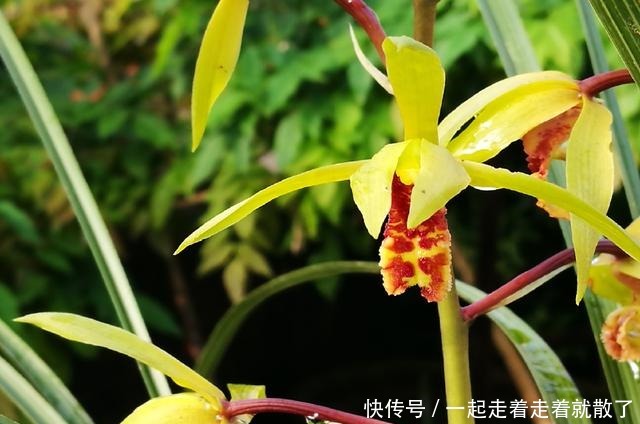 用这种方法种兰花,基本上有死无活,新手万万要注意