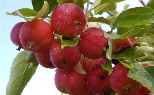 女性到了40岁,常吃的食物,美白肌肤,缓解痛经,预防子宫早衰!