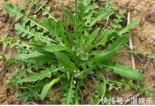 延缓衰老|女性不想显老,三种食物不可少,美容养颜,延缓衰老,提高免疫力