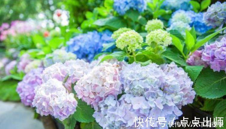 大丽花|4种花好养又漂亮，花朵大花期长，比牡丹美，比绿萝好养！