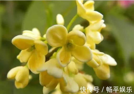 蒲公英根|17岁女生因一壶蒲公英水,送入医院,提醒蒲公英泡水有4大禁忌