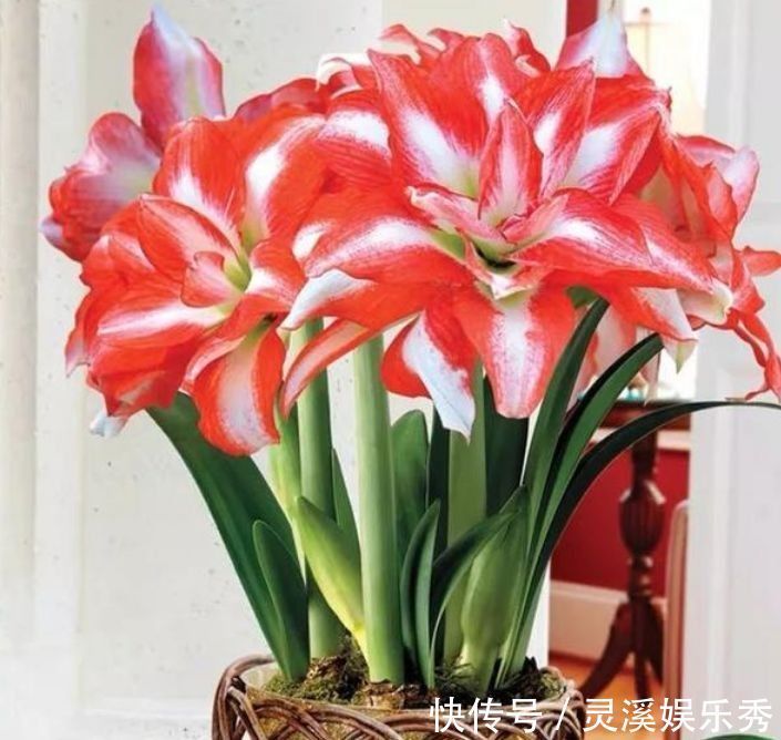 4种花很耐养,沾土就能活,浇水就疯长,不易生病好养护