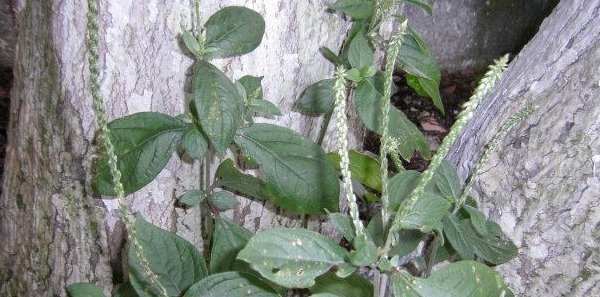 蟾蜍草|农村不起眼的3种野草，治疗咳嗽是一绝，很多人不知晓