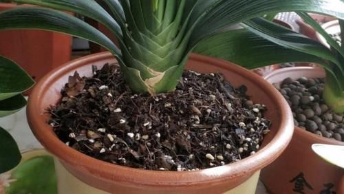 肥力|作为养花人，有机会就多收集些它们，看着不起眼却全是好东西