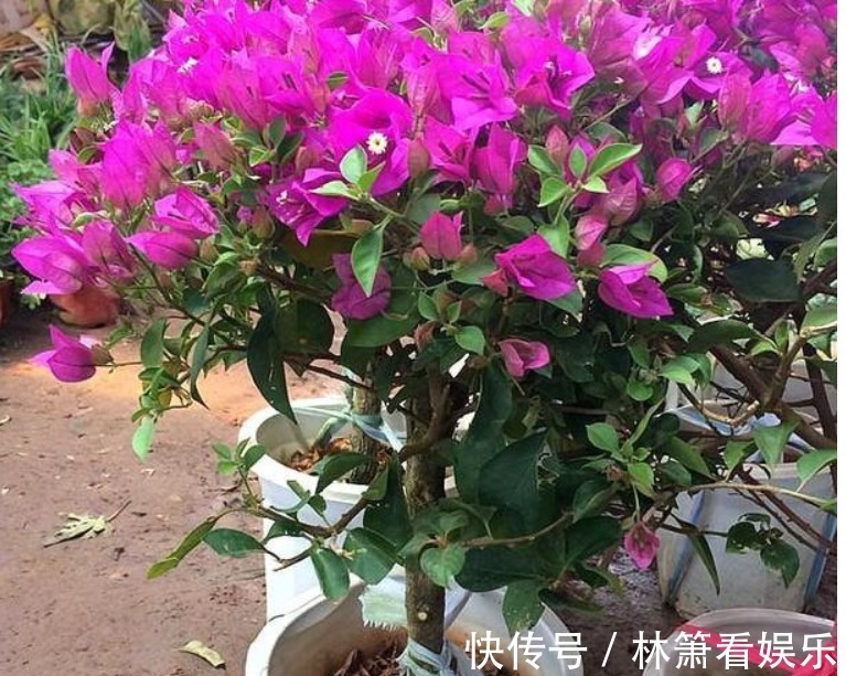 骨头|养三角梅,“一种垃圾”扔盆里,肥效顶半年,一年开“好几茬”