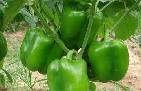 炒青椒时加此物,血管就通畅无阻,胃口好了,手脚也不冰凉了