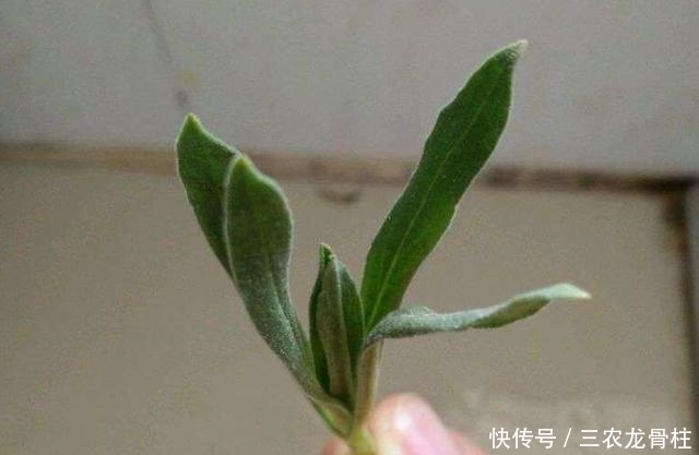 食用价值|农村麦地里的''甜甜菜'',城里人当杂草,殊不知功效丰富价值珍贵