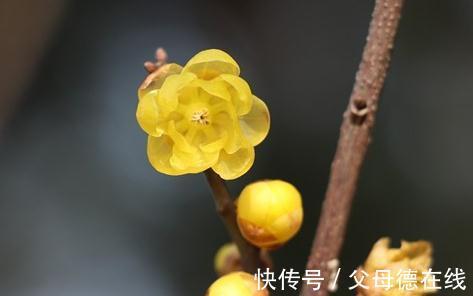 盘点腊梅别名的有趣由来,你知道几个