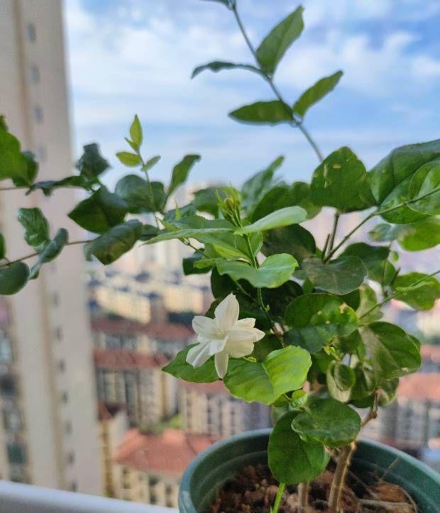 阳台上|养好茉莉花,认真做好3件事,花满枝头,花朵大非常香
