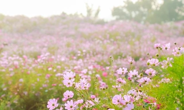 花海|四海镇的这一片花海被你承包了